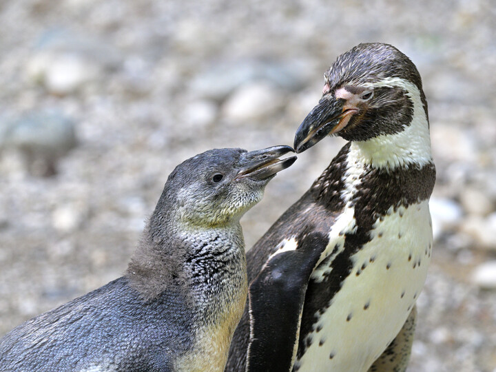 Humboldtpinguin