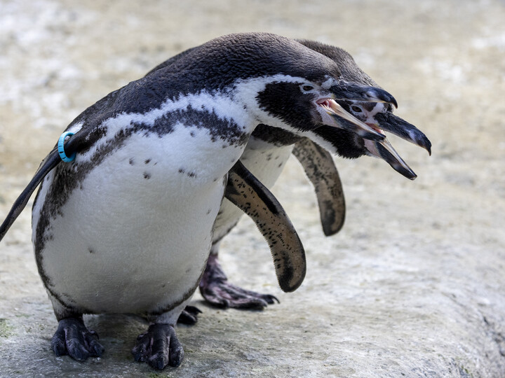 Humboldtpinguin