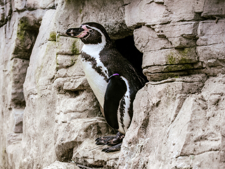 Humboldtpinguin