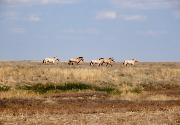 Przewalski Pferde in der goldenen Steppe Kasachstans